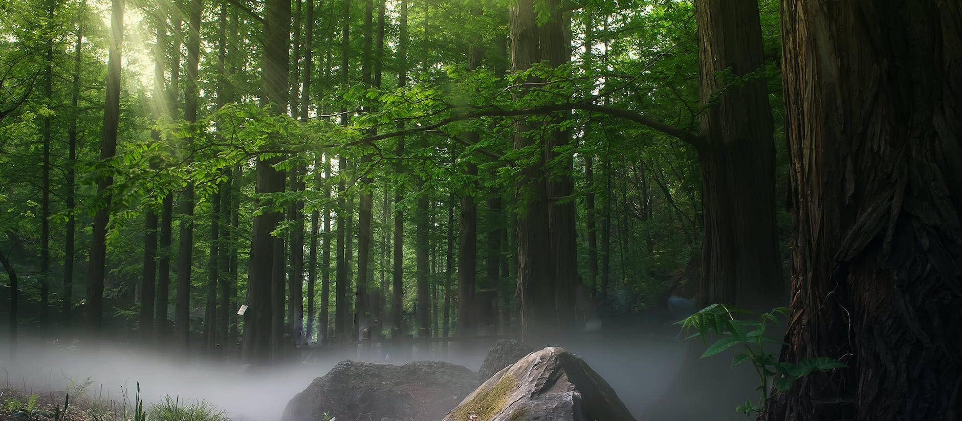 Piantato il terzo albero del 2024!