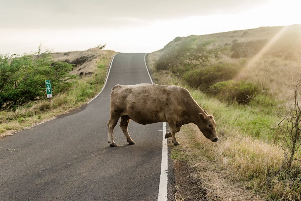 cow on road